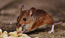 24 Hour & Emergency Exterminators in Shaver Lake, CA
